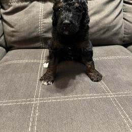Boy 2 (Socks) - Tri-color Bernedoodle puppy in Church Hill, Tennessee from 423 Doodles