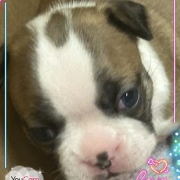 Dakota - Seal and white Boston Terrier puppy in Nottingham, New Hampshire from Brenda Wilber’s Bostons