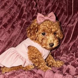 Girl 2 - female Poodle puppy in Queens, New York from Pawfect Soul Puppies