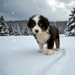 Balto - Black tri-color male Australian Shepherd puppy in Statesville, North Carolina from Charming Australian Shepherds