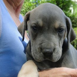 Beauty - Blue female Great Dane puppy in Glenville, New York from Red Oak Farm and Kennel