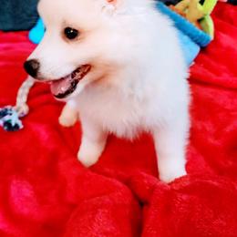 Glacier - White male American Eskimo Dog puppy in Live Oak, Florida from Pecan Ridge Puppies