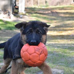 German Shepherd Puppies from Vom Aariz