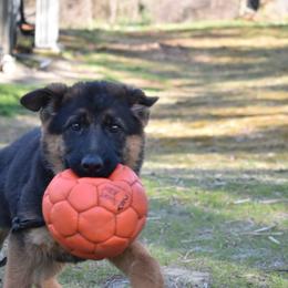 German Shepherd Puppies from Vom Aariz