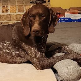 Gage - German Shorthaired Pointer