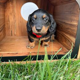 Black and Tan Male 1 - Black and tan male Dachshund puppy in South Willard, Utah from Doxies in the Sun