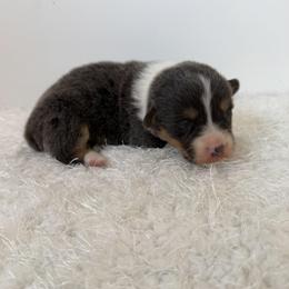 Bailey - Blue female Pembroke Welsh Corgi puppy in Hillsville, Virginia from Bonderosa Kennels