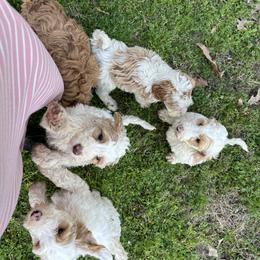 Goldendoodle Puppies from Valentine Kennels