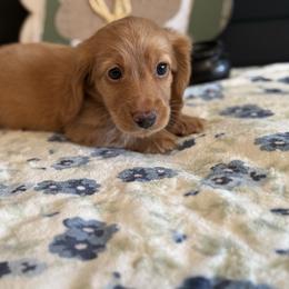 Hangman - Red male Dachshund puppy in Morristown, Tennessee from Hillside Hounds