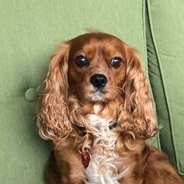 Cavalier King Charles Spaniels from Larry's Cavalier King Charles Spaniels