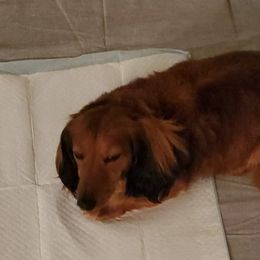 Dachshunds from Dirt Road Dachshunds of South Georgia