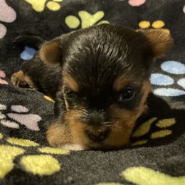 Morkie, Yorkipoo, and Yorkshire Terrier Puppies from Danza Bolo