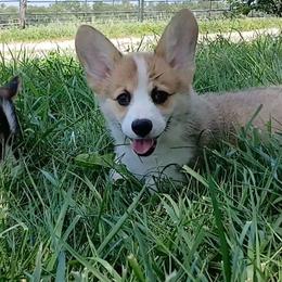 Chase - Red male Pembroke Welsh Corgi puppy in Redfield, Kansas from Owenby's Corgi's