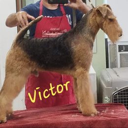 Victor - Airedale Terrier