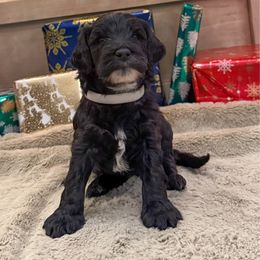 White - Black female Goldendoodle puppy in Tecumseh, Nebraska from Down South Doodles