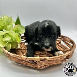 Bernedoodle and Sheepadoodle Puppies from Four Front Doodles LLC.