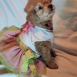 Girl-Buttercup - Apricot Goldendoodle puppy in Pleasantview, Utah from Virgin River Kennel