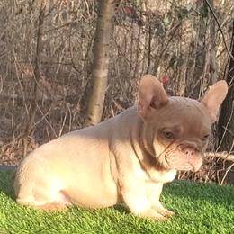 Boy 2 - male French Bulldog puppy in Blueridge, Georgia from Limited Edition Bulldogs