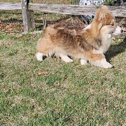 Pembroke Welsh Corgi puppies from Mountain Top Shepherd's