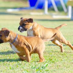 Staffordshire Bull Terrier Puppies from Vivace Staffords