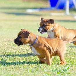 Staffordshire Bull Terrier Puppies from Vivace Staffords