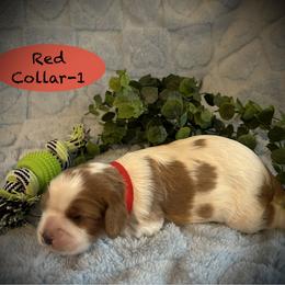 AKC Male-3 - Blenheim male Cavalier King Charles Spaniel puppy in Augusta, Wisconsin from My Little Pups