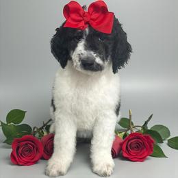 Nellie - Parti female Goldendoodle puppy in Prosperity, Pennsylvania from Stelladoodles & Company
