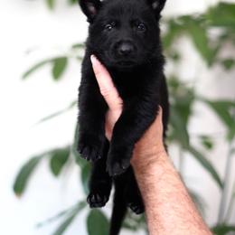 Dax - Black male German Shepherd puppy in Coarsegold, California from Yosemite Shepherds