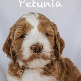 Goldendoodle Puppies from Lover Dover Doodles