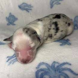 Girl 1 - Blue merle female Miniature Australian Shepherd puppy in Ringgold, Louisiana from Barrett's Buddies