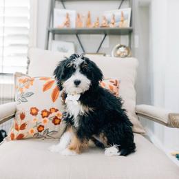 Teddy - Tri-color male Bernedoodle puppy in Murray, Utah from Sun Valley Doodles
