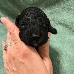 Dax - Silver male Poodle puppy in Azle, Texas from Texas Kissed K9s