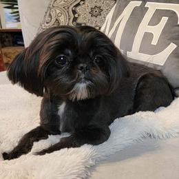 Neisha - Shih Tzu