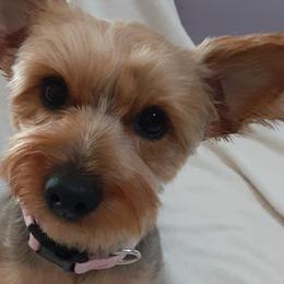 Yorkshire Terriers from Rhondas yorkies