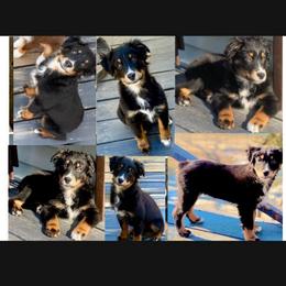 Glenn Frey - Black tri-color male Australian Shepherd puppy in Mid West, Illinois from Water's Edge Aussies