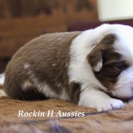RMF - female Toy Australian Shepherd puppy in Russellville, Arkansas from Rockin H Aussies