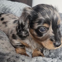 Dachshunds from Keen Dachshunds