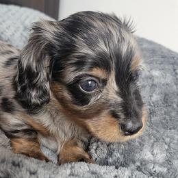 Dachshunds from Keen Dachshunds