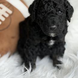 Benny - Black male Poodle puppy in Waco, Texas from Poodle Paradise