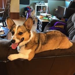 Border Collies and Pembroke Welsh Corgis from Willis Farm