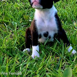 Boxer Puppies from Amanda Edwards