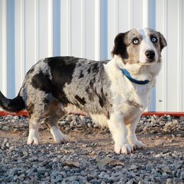 Gypsy - Cardigan Welsh Corgi
