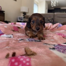 Girl 2 - Red female Dachshund puppy in Bell County, Texas from Ginny’s Family Dachshunds