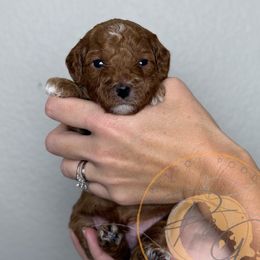 Bobby (tan collar) - Red  male Goldendoodle puppy in Murrieta, California from Apricot Poodles & Goldendoodles, LLC