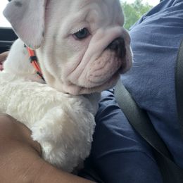 Bulldog Puppies from Bulldogzilla Breeders