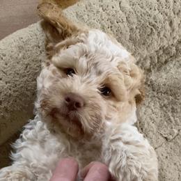 Ginger - Lagotto Romagnolo