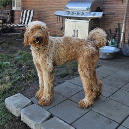 Annie - Goldendoodle