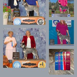 Australian Cattle Dog and French Bulldog Puppies from Sugarloaf French bulldogs and Australian cattle dogs