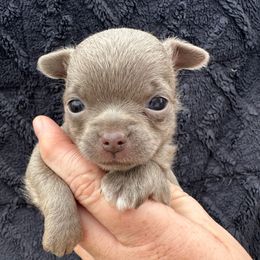 Sonny - Blue and tan male Chihuahua puppy in Coweta, Oklahoma from Green Country Chihuahuas