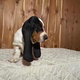Charlie - Black brown and white male Basset Hound puppy in Vinegar Bend, Alabama from Melanie's Basset Hounds